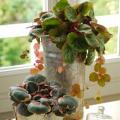 Skalnice pokojowe - Saxifraga