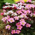 Skalnice - Saxifraga