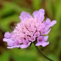 Driakwie - Scabiosa