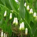 Kokoryczki - Polygonatum