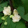 Cytryńce - Schisandra