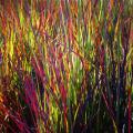 Palczatki - Schizachyrium