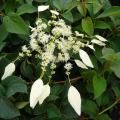 Przywarki - Schizophragma