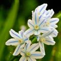 Cebulice - Scilla