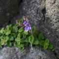 Tarczyce - Scutellaria