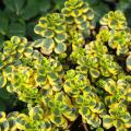 Rozchodniki - Sedum