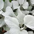 Starce - Senecio