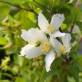 Jaśminowce - Philadelphus