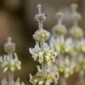 Gojniki - Sideritis