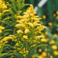 Nawłocie - Solidago