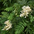 Tawliny - Sorbaria
