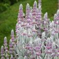 Czyśćce - Stachys