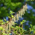 Stachiurki - Stachyurus