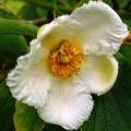 Stewarcje - Stewartia