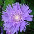 Stokezje - Stokesia