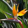 Strelicje - Strelitzia