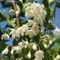 Styraki - Styrax