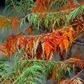 Sumaki - Rhus