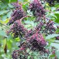 Bez czarny - Sambucus nigra