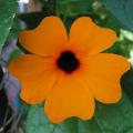 Tunbergie - Thunbergia