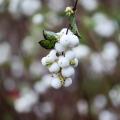 Śnieguliczki - Symphoricarpos