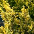 Cisy - Taxus