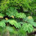 Tetrapanaksy - Tetrapanax