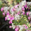 Ożanki - Teucrium