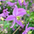 Rutewki - Thalictrum