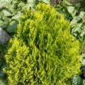 Tuje - Thuja