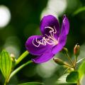 Tubuczyny - Tibouchina