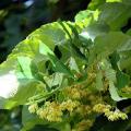 Lipy - Tilia