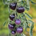 Pomidory koktajkowe i pomidory cherry