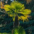 Szorstkowce - Trachycarpus