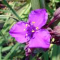 Trzykrotki - Tradescantia