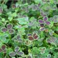 Koniczyny - Trifolium