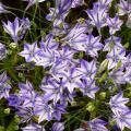 Triteleje - Triteleia