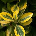 Ligustry jajolistne - Ligustrum ovalifolium