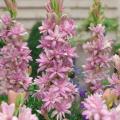 Tuberozy - Polianthes