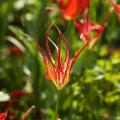Tulipany botaniczne