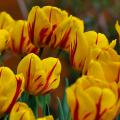 Tulipany darwina hybrydowe