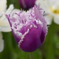 Tulipany fryzowane
