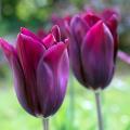 Tulipany liliokształtne