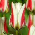 Tulipany fostera