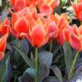 Tulipany greiga