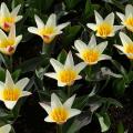 Tulipany kaufmanna