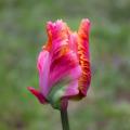 Tulipany papuzie