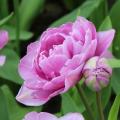 Tulipany wielokwiatowe