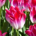 Tulipany triumph