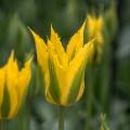 Tulipany viridiflora